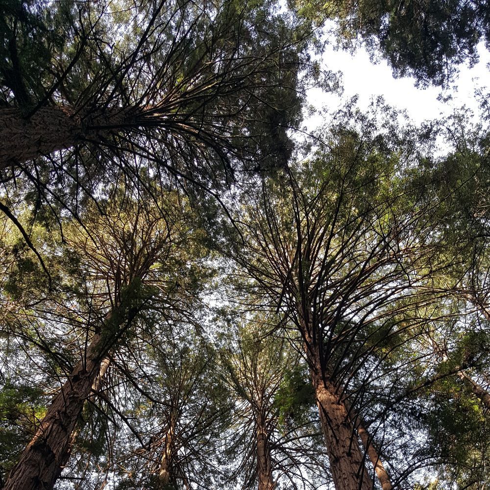 Meet your Posher, Susana